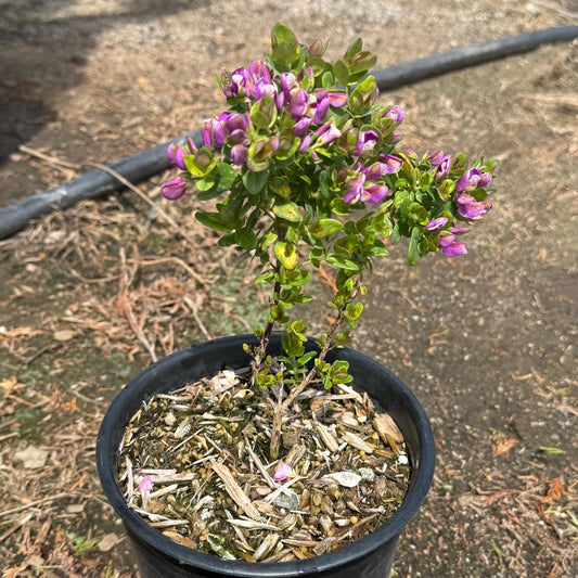 1gal Mexican Sweet Pea Shrub | Polygala x dalmaisiana
