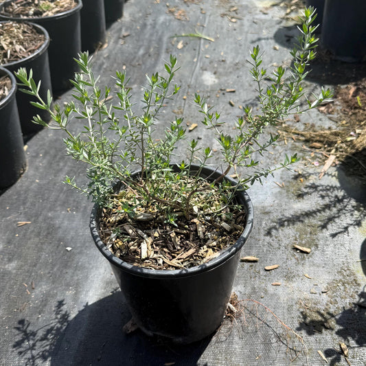 1gal Coastal Rosemary | Westringia fruticosa
