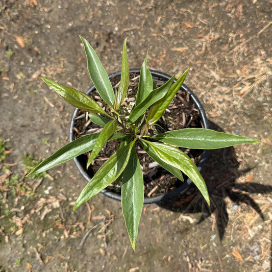 1gal Chitalpa Tree