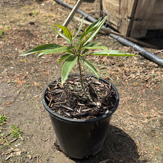 1gal Chitalpa Tree