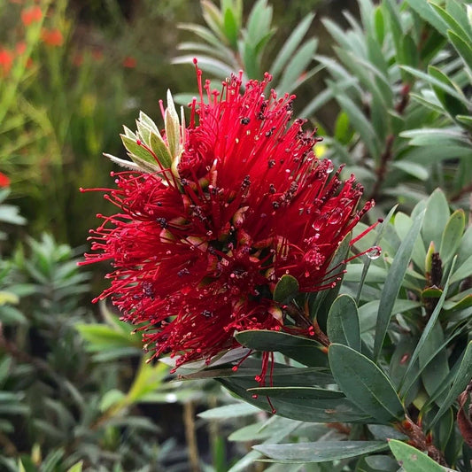 1gal Dwarf Bottlebrush 'Little John' | Callistemon 'Little John'