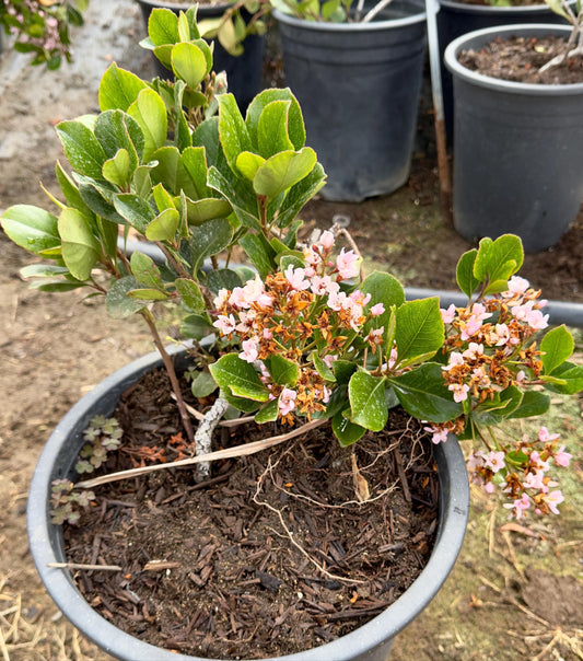 5gal Ballerina Indian Hawthorne | Rhaphiolepis indica ‘Ballerina’