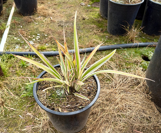 5gal Variegated Flax Lily | Dianella tasmanica Variegata
