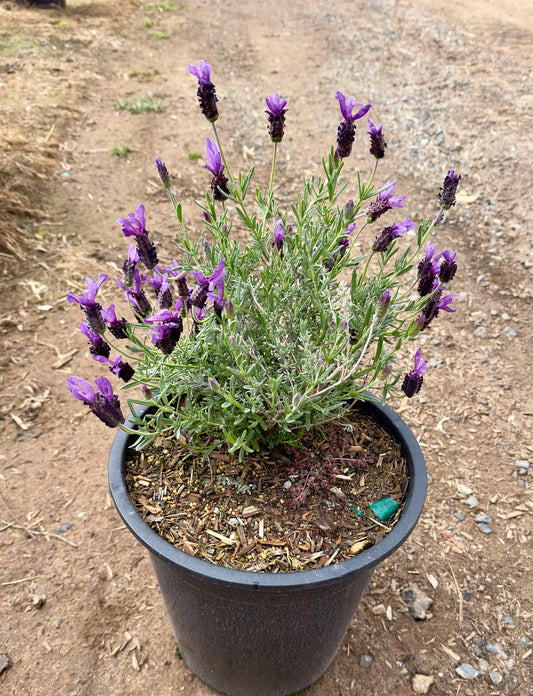 5gal Spanish Lavender | Lavendula stoechas