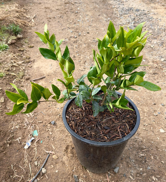 5gal Texas Waxleaf Privet | Ligustrum japonicum 'Texanum'
