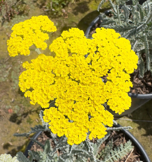 5gal Yellow Yarrow | Achillea millefolium