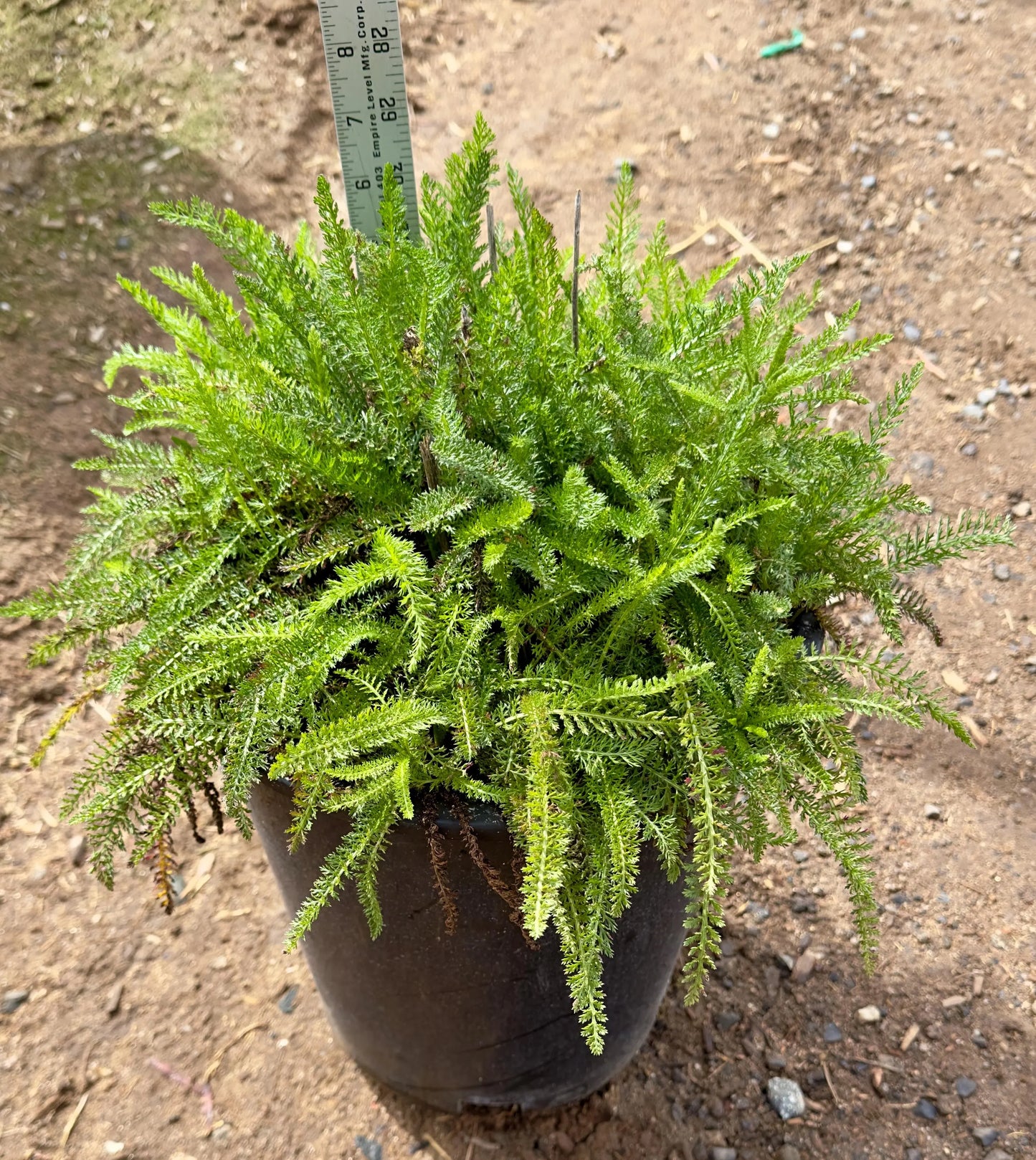 5gal Yellow Yarrow | Achillea millefolium