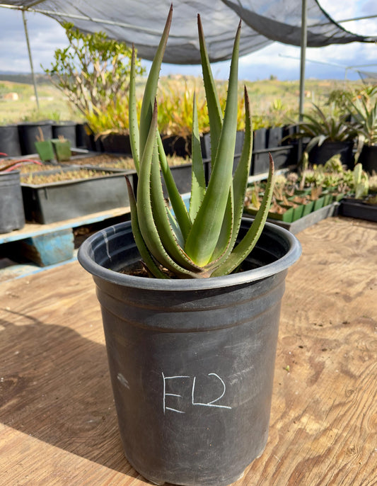 Aloe Wickensii  EL2