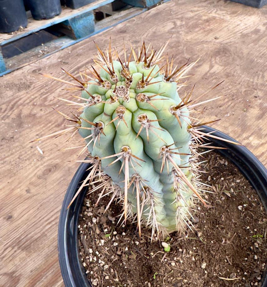 Browningia hertlingiana EL7 - Blue Cereus
