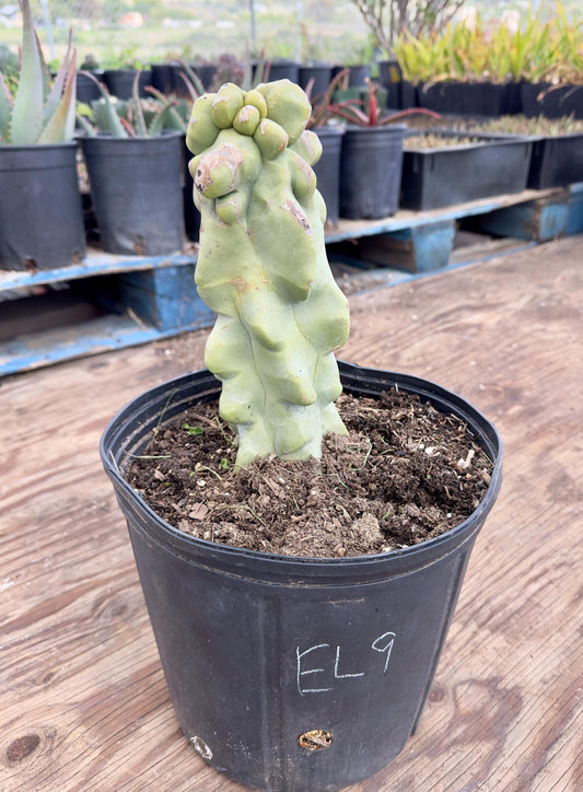 Totem Pole Cactus EL9 - Pachycereus schottii f. monstrosus