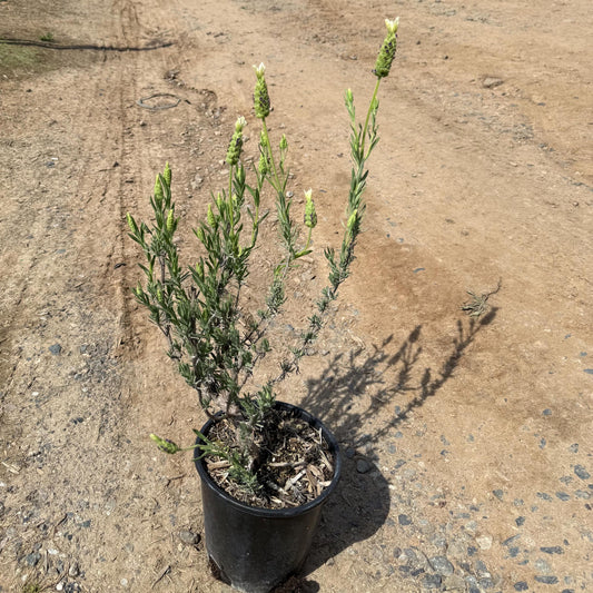1gal Spanish Lavender | Lavandula stoechas