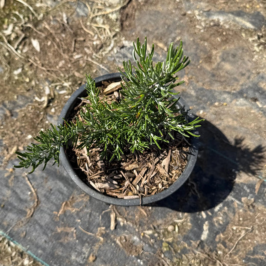 1gal Rosemary | Rosmarinus officinalis