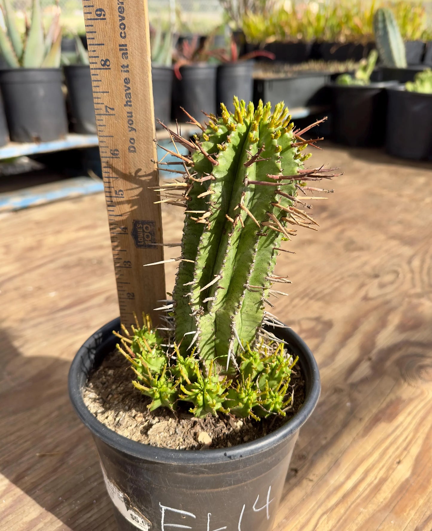 Euphorbia horrida var. noorsveldensis EL14