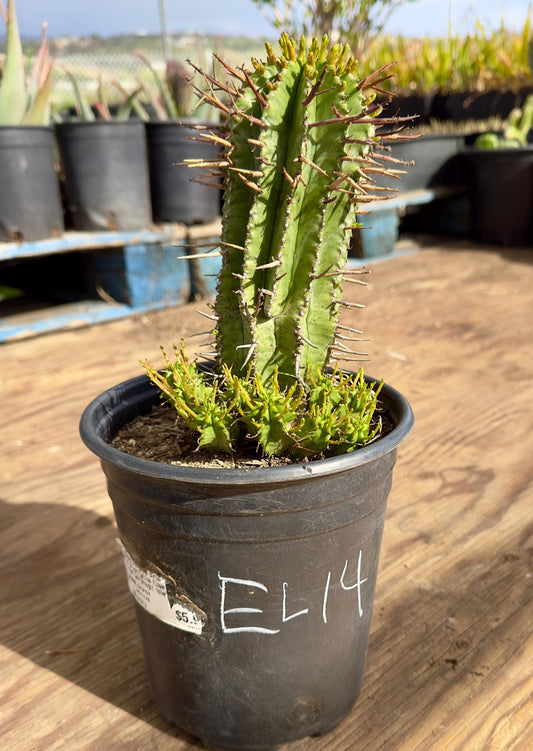 Euphorbia horrida var. noorsveldensis EL14