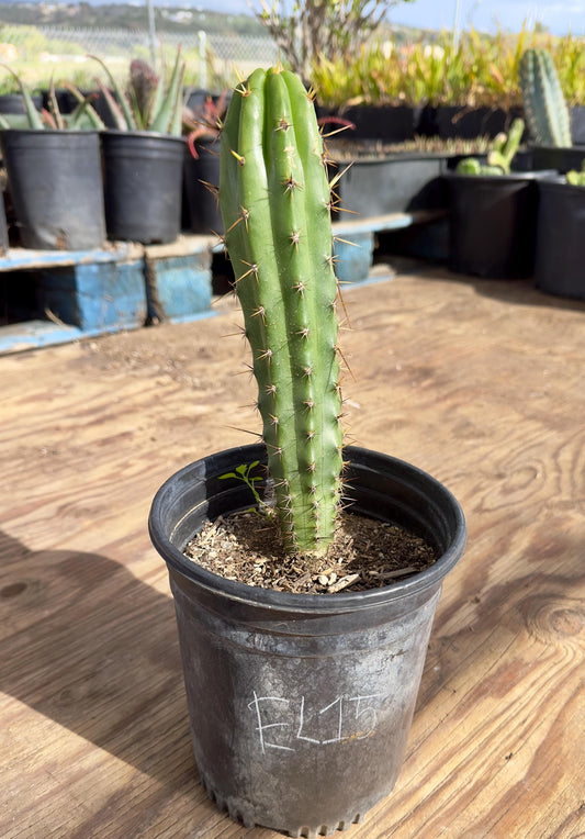 Cactus EL15