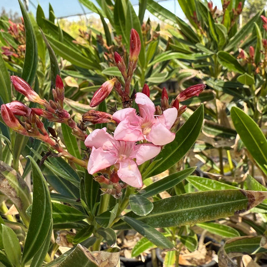 1gal 'Hardy Pink' Oleander | Nerium oleander