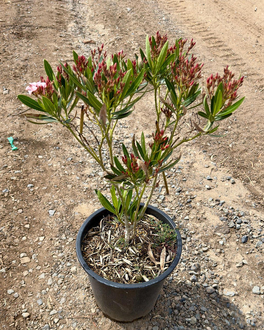 5gal 'Hardy Pink' Oleander | Nerium oleander