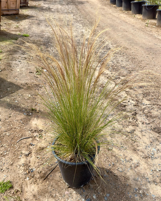 5gal Mexican Feather Grass | Stipa tennuisima