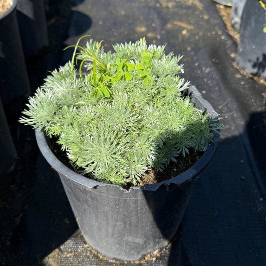 1gal Silver Mound Artemisia | Artemisia schmidtiana 'Silver Mound'