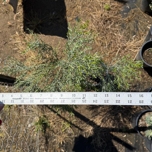 1gal Desert Broom | Baccharis sarothroides