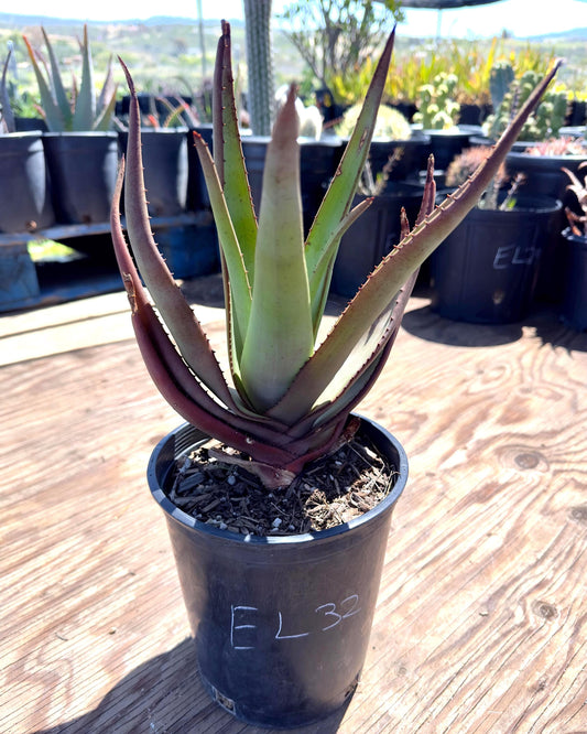 Aloe Wickensii EL32