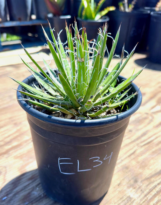 Agave schidigera EL34