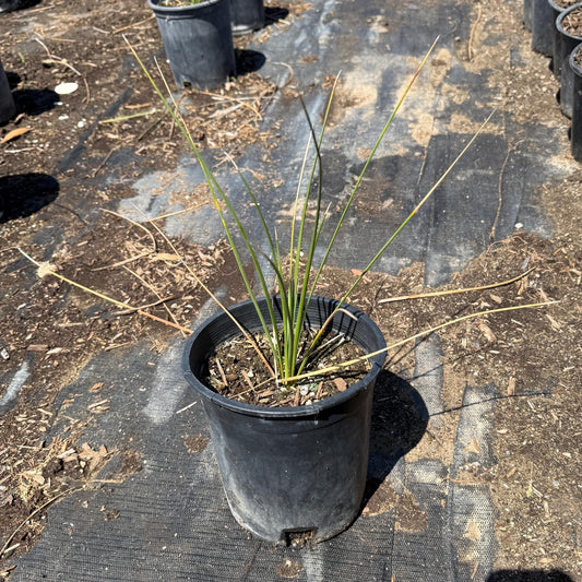 1gal Mexican Grass Tree | Dasylirion longissimum