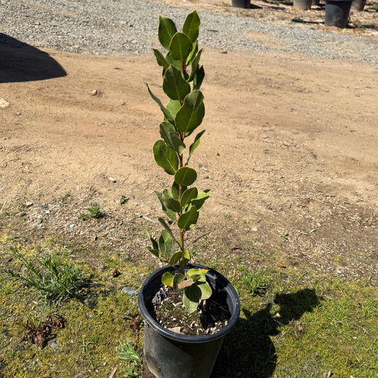 1gal Bay Laurel | Laurus nobilis