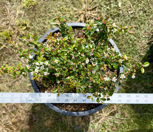 5gal Parney's Red Clusterberry | Cotoneaster parneyi