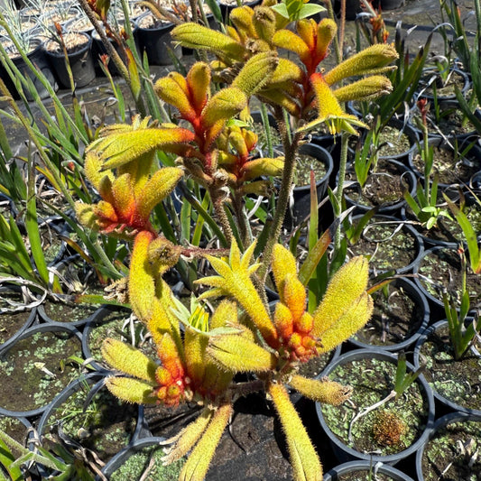 1gal Yellow Kangaroo Paw | Anigozanthos ‘Yellow Gem'