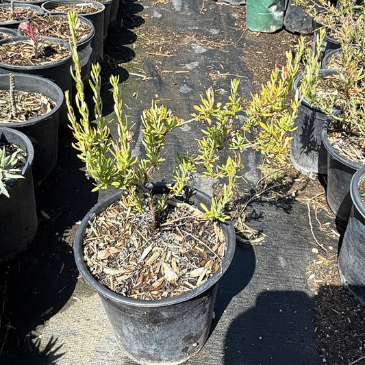 1gal California Buckwheat | Eriogonum fasciculatum