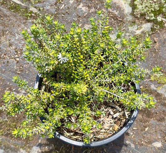 5gal White Coast Rosemary | Westringia fruticosa