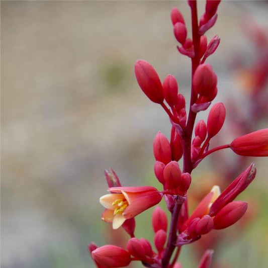 Red Hesperaloe | Hesperaloe parviflora