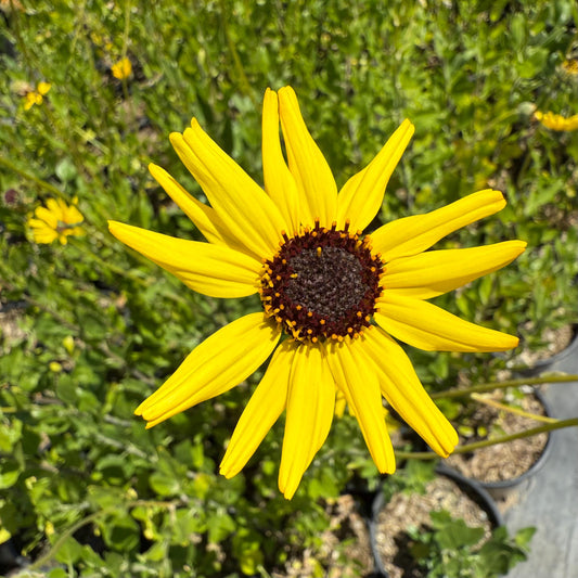 1gal California Brittlebush | Encelia californica