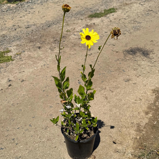 1gal California Brittlebush | Encelia californica