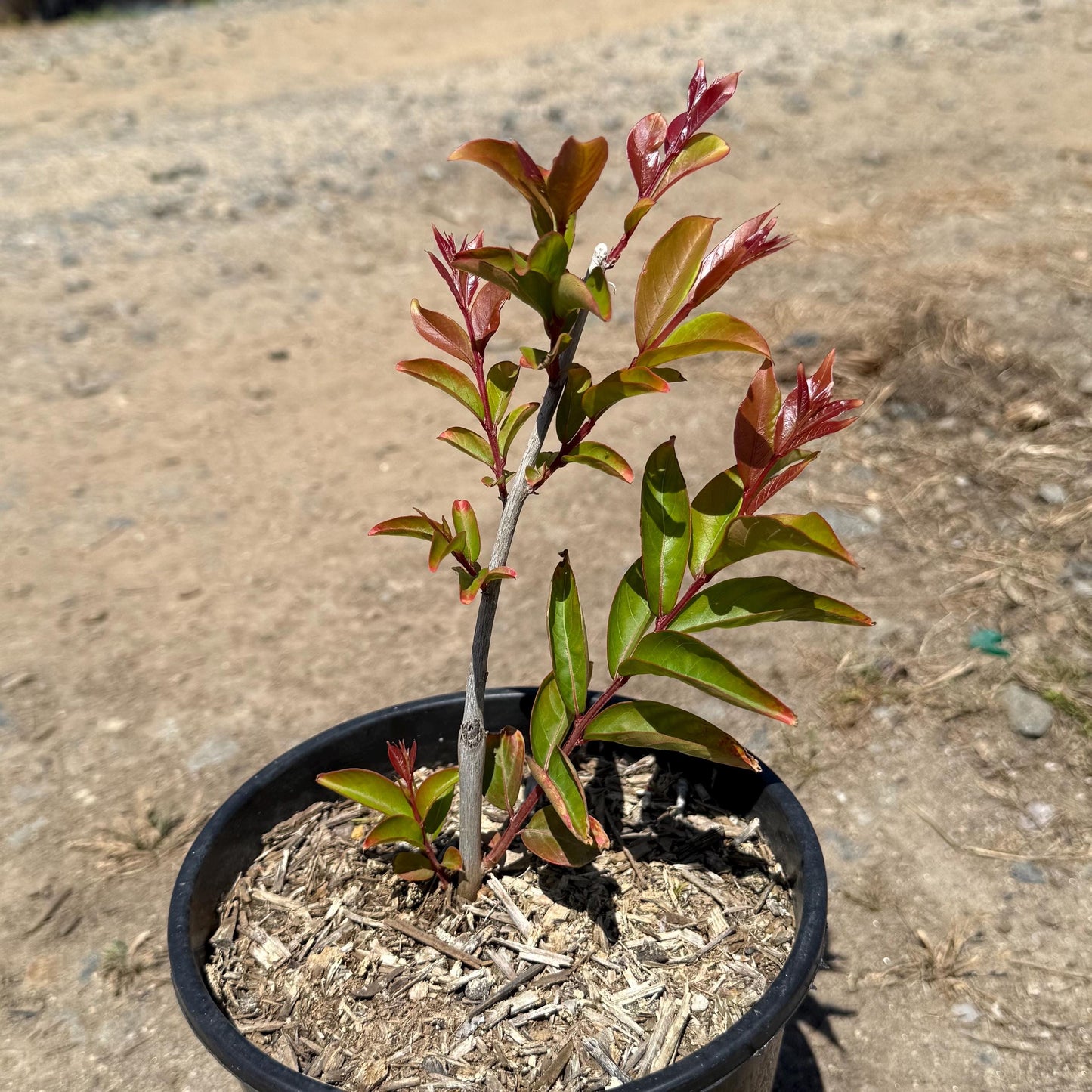 1gal Red Tip Photinia | Photinia x fraseri