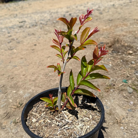 1gal Red Tip Photinia | Photinia x fraseri