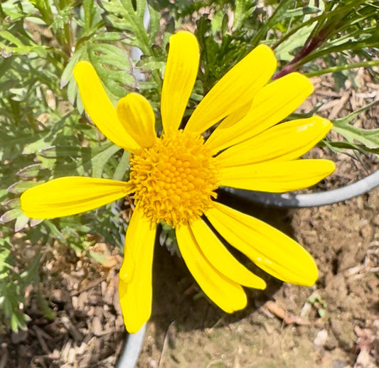 5gal Marguerite Daisy Yellow | Argyranthemum frutescens