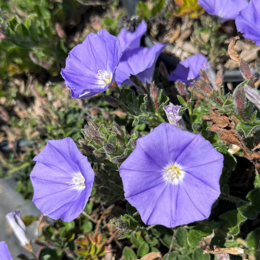 1gal Blue Rock Bindweed | Ground Morning Glory | Convolvulus sabatius