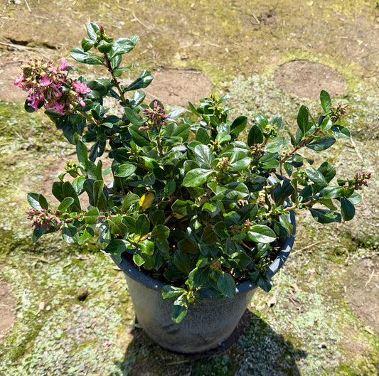 5gal Escallonia | Pink Bloom
