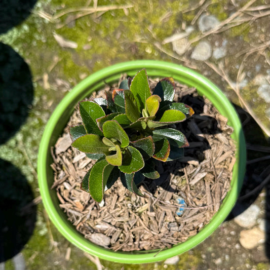 1gal Yeddo Hawthorn | Rhaphiolepis umbellata