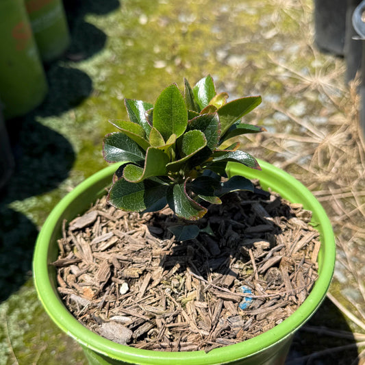 1gal Yeddo Hawthorn | Rhaphiolepis umbellata
