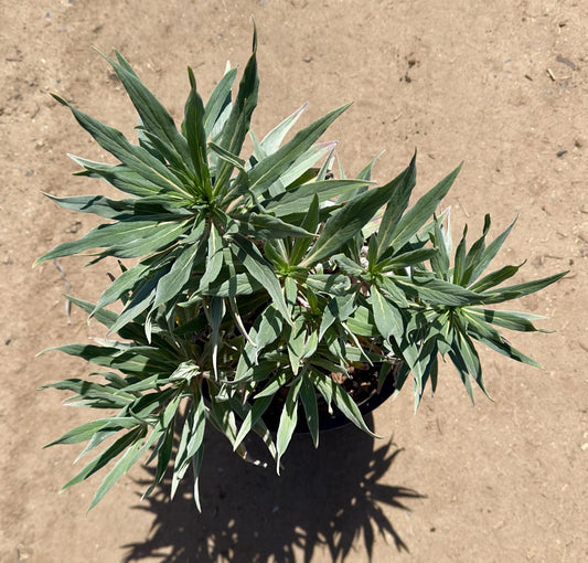 5gal Pride of Madeira | Echium candicans