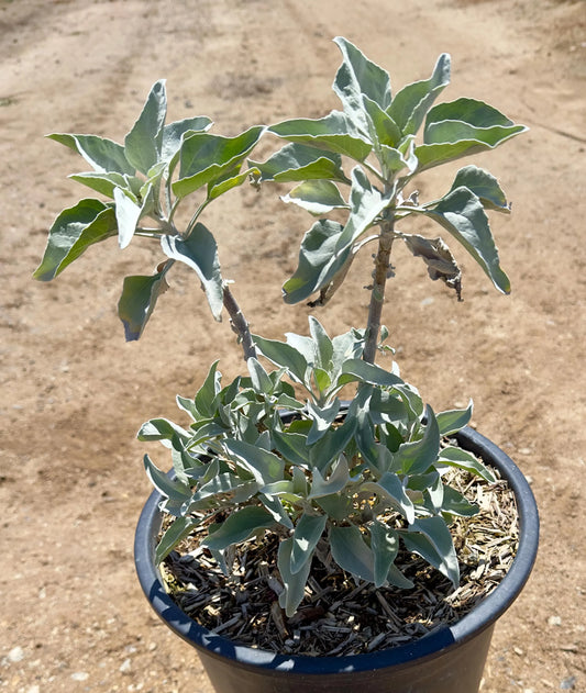5gal White Sage | Salvia apiana