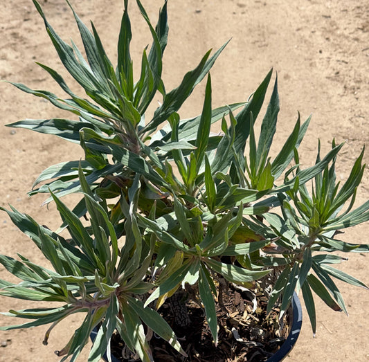 5gal Pride of Madeira | Echium candicans