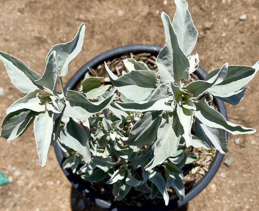 5gal White Sage | Salvia apiana