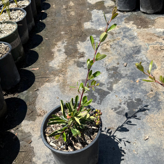 1gal Firethorn | Pyracantha
