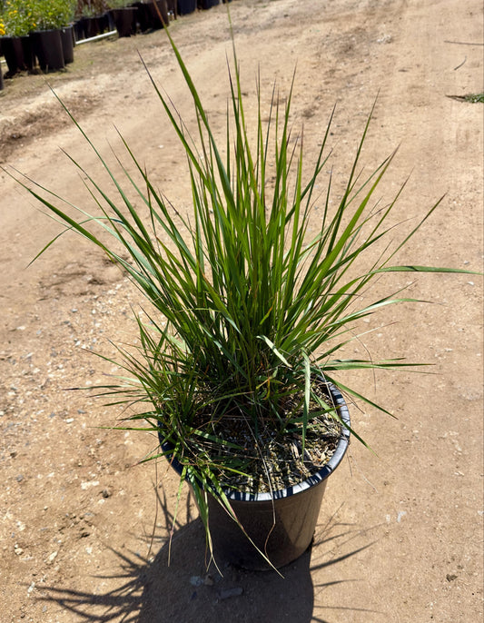 5gal Lomandra longifolia 'Breeze' | Dwarf Mat Rush