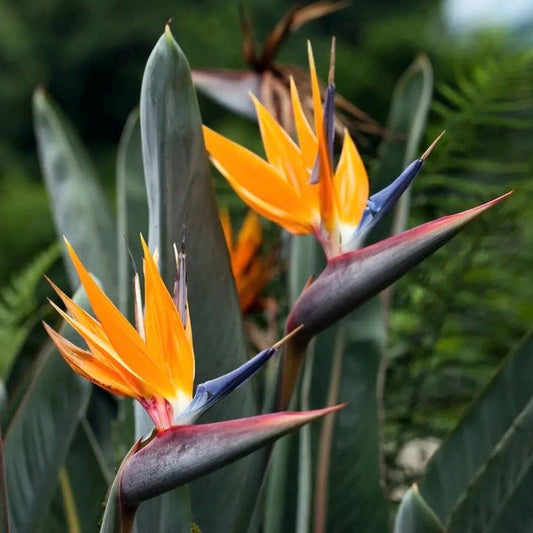 1gal Bird of Paradise | Strelitzia reginae