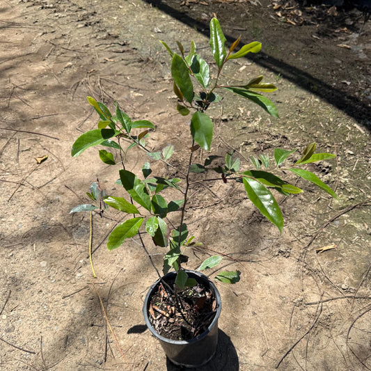1gal Scarlet Firethorn | Pyracantha coccinea